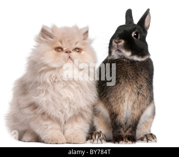 White cat and brown rabbit sitting together on green grass in spring ...