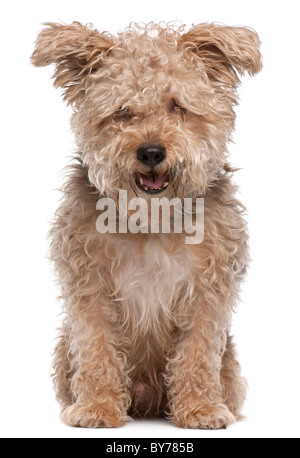 Mixed-breed dog, 6 years old, with mouth open in front of white background Stock Photo