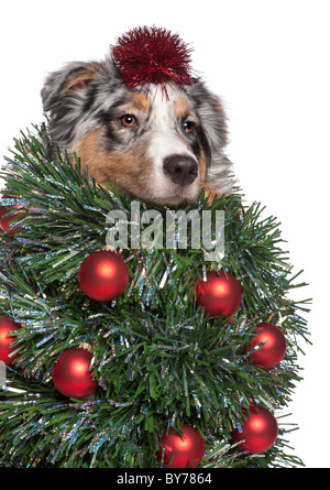 Australian Shepherd dog dressed as Christmas tree, 7 months old, in front of white background Stock Photo