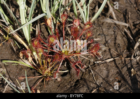 Oblong-leaved sundew plant Stock Photo