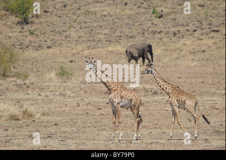 Maasai giraffe - Masai giraffe (Giraffa camelopardalis tippelskirchi) pair walking in the savanna with an Elephant in background