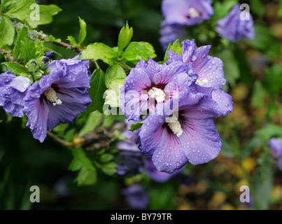 Blue Hibiscus, Hibiscus syriacus 'Blue Bird', Malvaceae, Asia. Aka Rose of Sharon, Shrub Althea, and Rose of Althea. Stock Photo