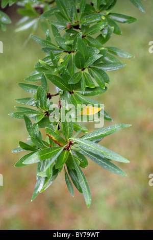 Chilean Fire Bush, Embothrium coccineum, Proteaceae, Chile, South America. Aka Chilean Firetree, Chilean Firebush, Notro. Stock Photo