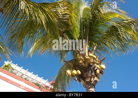 Palm tree and top of building, Puerto de Mogan, Gran Canaria Stock Photo