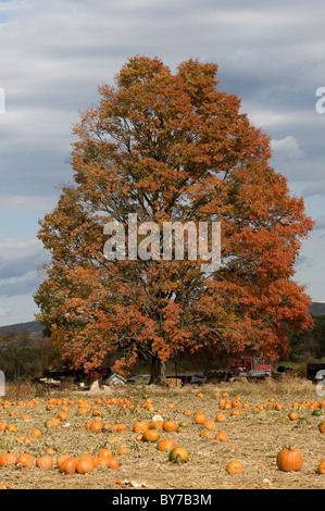 Pumpkin in the field ready for picking Stock Photo - Alamy