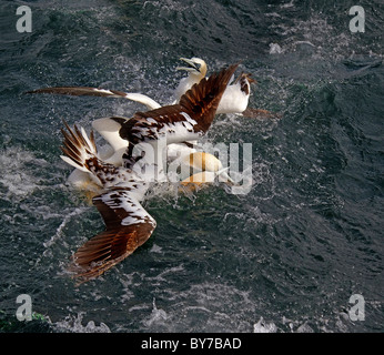 Northern Gannets squabbling at bass rock Scotland Stock Photo