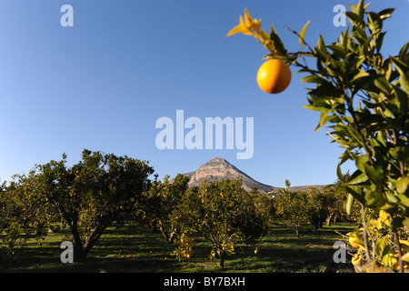 orange orchard, Javea / Xabia, Alicante Province, Valencia, Spain Stock Photo