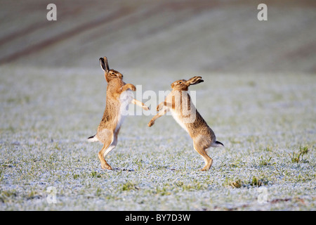 brown hares lepus europaeus boxing in frosty field Stock Photo