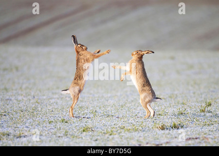 Brown Hares boxing Stock Photo