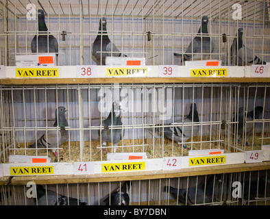 VanReet pigeons at British Homing Pigeon World Show of the Year 2011. Blackpool Winter Gardens, Lancashire, UK Stock Photo