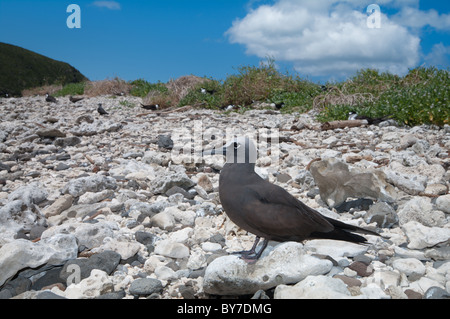 Brown Noddy (Anous stolidus) on Lord Howe Island Stock Photo