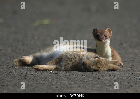 Stoat with rabbit Stock Photo - Alamy