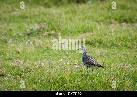 Pacific Golden Plover (Pluvialis fulva) on Lord Howe Island Stock Photo