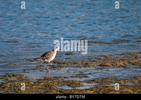 Pacific Golden Plover (Pluvialis fulva) on Lord Howe Island Stock Photo