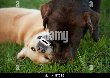 Dogs playing together in grass showing off clean teeth Stock Photo