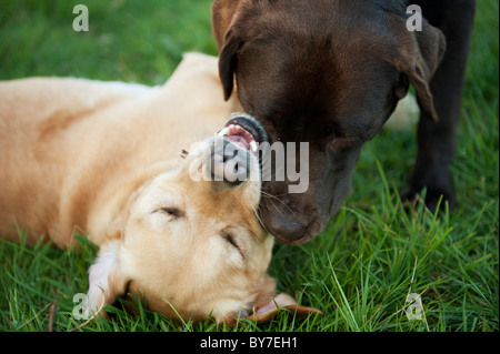 Dogs playing together in grass Stock Photo