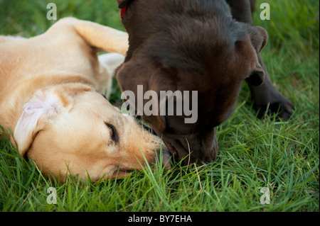Dogs playing together in grass Stock Photo