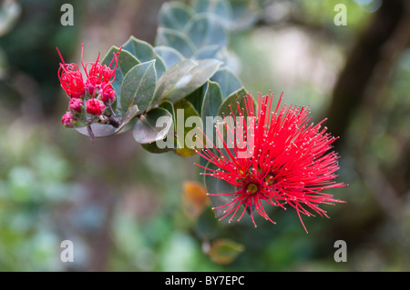 The endemic Mountain Rose (Metrosideros nervulosa) on Lord Howe Island Stock Photo