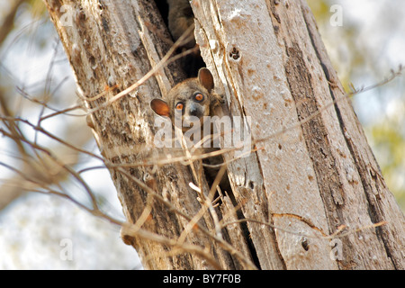 Red-tailed Sportive Lemur (Lepilemur Ruficaudatus) in a tree trunk in the Kirindy Forest Reserve in southwest Madagascar. Stock Photo