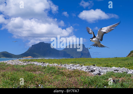 Sooty Tern (Sterna fuscata) at colony at North Bay on Lord Howe Island Stock Photo