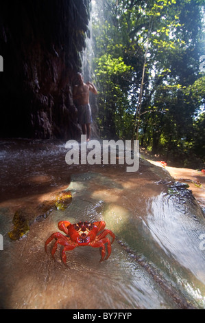 Red crab (Gecarcoidea natalis) watches man in Hugh's Dale waterfall, Christmas Island National Park, Australia Stock Photo