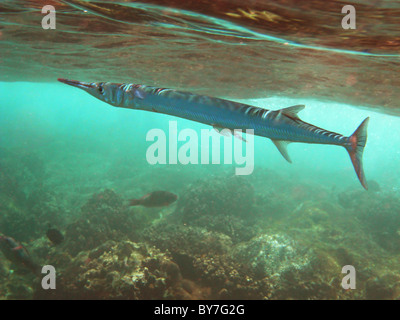 Hound needlefish (Tylosurus crocodilus crocodilus), also known as oceanic longtom, Christmas Island, Indian Ocean Stock Photo