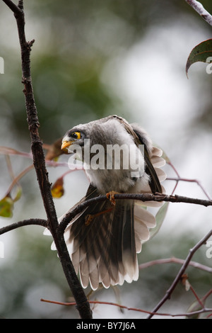 A noisy miner sitting in a tree having a good stretch of a wing and leg. Feather detail can be seen through the translucent wing Stock Photo
