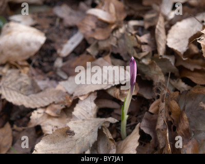 Woodland purple Crocus with closed flower Stock Photo