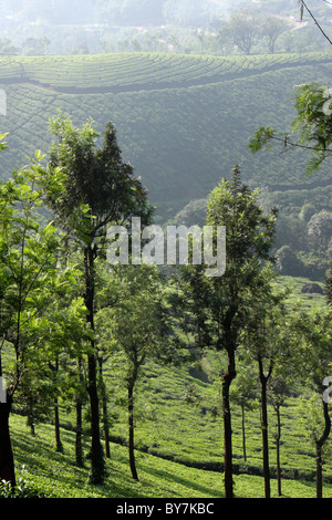 tea plantations in the scenic touristic hill station munnar,kerala,India Stock Photo
