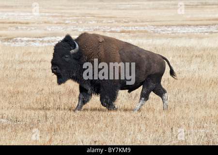 An adult alpha male American Bison running during the rut Stock Photo