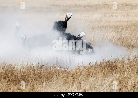 An adult alpha male American Bison rolling and dusting during the rut Stock Photo