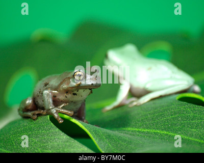 Two dumpy tree frogs and a green tree snake on a branch ...