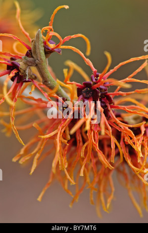 Hamamelis x intermedia Glowing Embers Stock Photo