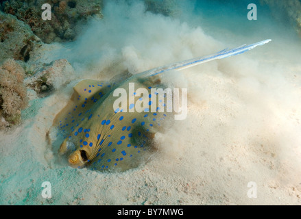 Taeniura lymma (Blue Spotted stingray) searches for food in the sand Stock Photo