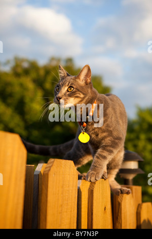 tabby cat walking on fence Stock Photo
