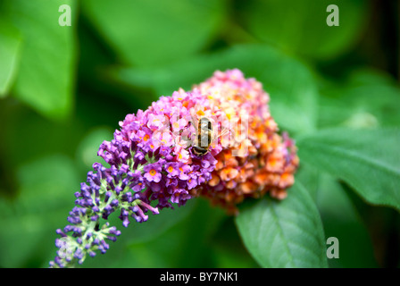 Domestic Honey Bee Budlia Flower Stock Photo