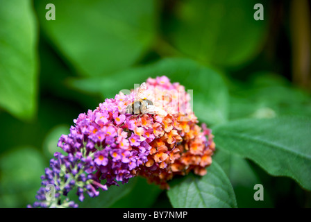 Domestic Honey Bee Budlia Flower Stock Photo