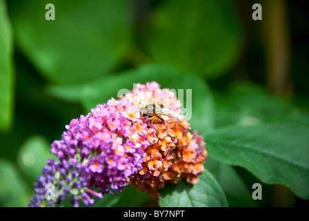 Domestic Honey Bee Budlia Flower Stock Photo