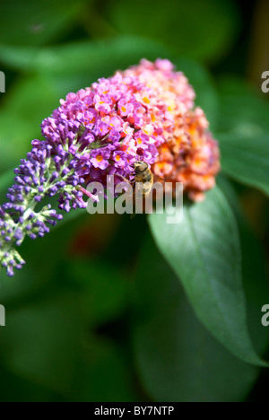 Domestic Honey Bee Budlia Flower Stock Photo