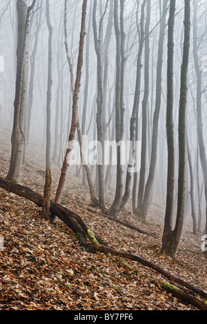 Sycamore woodland scene in foggy weather. Stock Photo