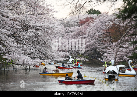 Families on boating lake at Inokashira Park celebrating arrival of white cherry blossom, Tokyo, Japan