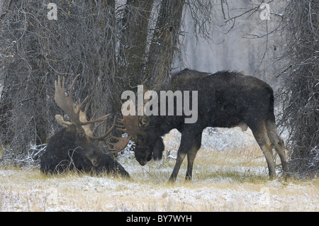 Bull Moose confrontation during snowstorm in an old-growth forest in Grand Teton National Park. Stock Photo