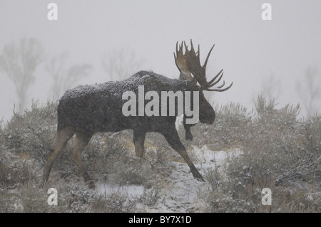 Bull Moose moving snowstorm in an old-growth forest in Grand Teton National Park. Stock Photo