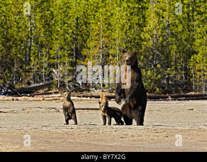 Grizzly mother with cubs in Yellowstone National Park. Stock Photo