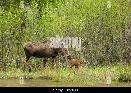 Mother Moose walking the Shoshone River with her newborn. Stock Photo