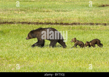 Grizzly mother with cubs in Yellowstone National Park spring meadow. Stock Photo