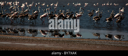 Flamingos in Rann of Kutch, Gujarat,india Stock Photo