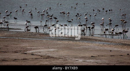 Flamingos in Rann of Kutch, Gujarat,india Stock Photo