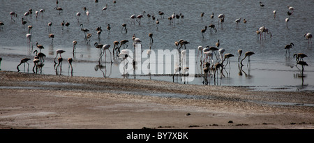 Flamingos in Rann of Kutch, Gujarat,india Stock Photo