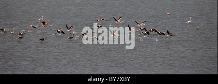 Flamingos in Rann of Kutch, Gujarat,india Stock Photo